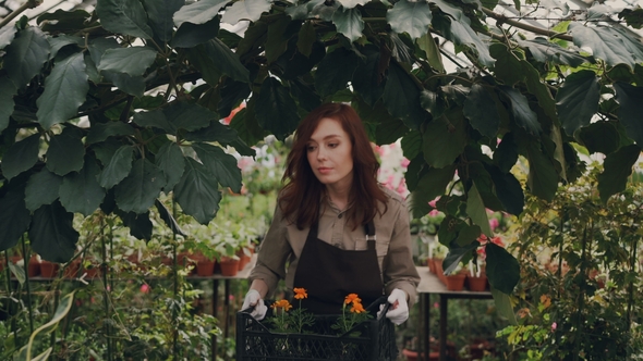 Cheerful Greenhouse Owner Is Walking in Greenhouse, Carrying Box of Pot Flowers, Looking Around and