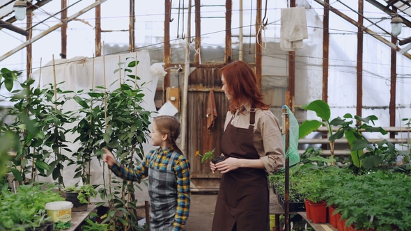 Young Entrepreneur Hothouse Owner and Her Little Daughter in Aprons Walking in Greenhouse Holding