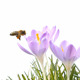 Honey Bee - VideoHive Item for Sale