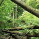 Forest in Germany - VideoHive Item for Sale