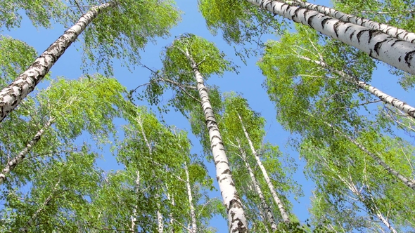 Birch Trees Bending Under the Wind