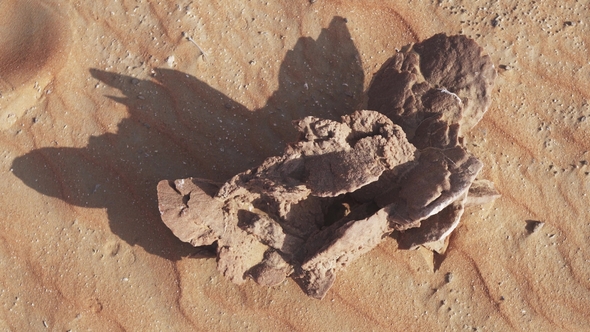 Desert Rose Is Formations of Crystal Clusters of Gypsum or Baryte Which Include Abundant Sand Grains