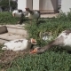Home Goose Hisses While Protecting Its Flock - VideoHive Item for Sale