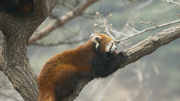 Red Panda