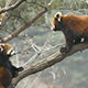 Red Panda Ailurus Fulgens  - VideoHive Item for Sale