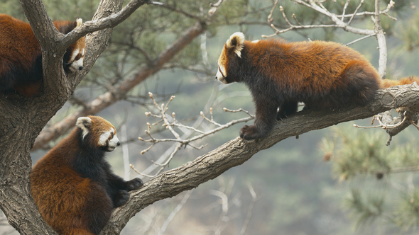 Red Panda Ailurus Fulgens 