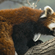 Red Panda Walk on the tree - VideoHive Item for Sale