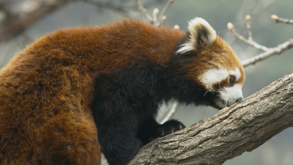 Red Panda Walk on the tree