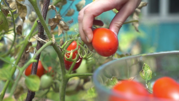Young Woman Harvesting Ripe Plum Red Tomatoes From Branch in Her Garden and Putting Into Clear Glass