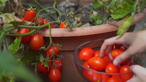 Hand of a Young Woman Picking Ripe Red Tomatoes by Flowerbed in Garden