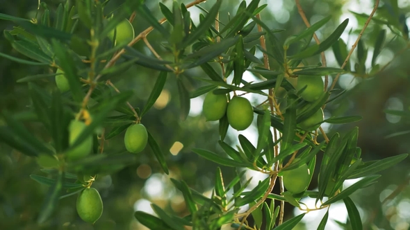 Branch with Green Olives