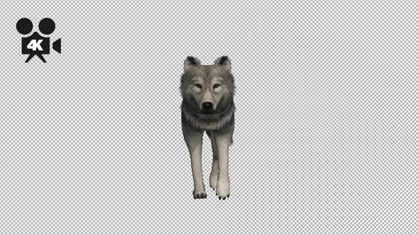 4K Wolf Fast Walk  alt
