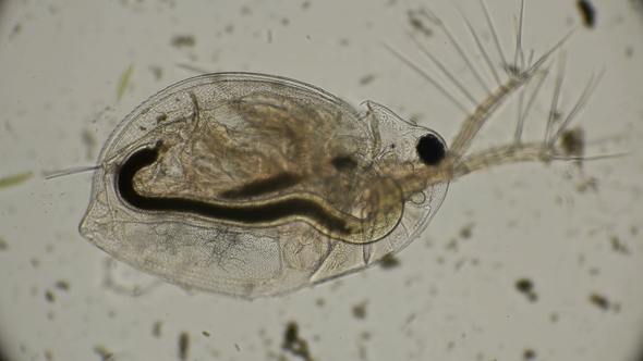 Water Flea Daphnia under a Microscope alt
