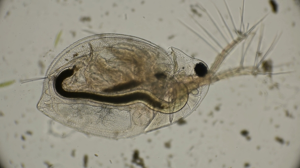 Water Flea Daphnia under a Microscope