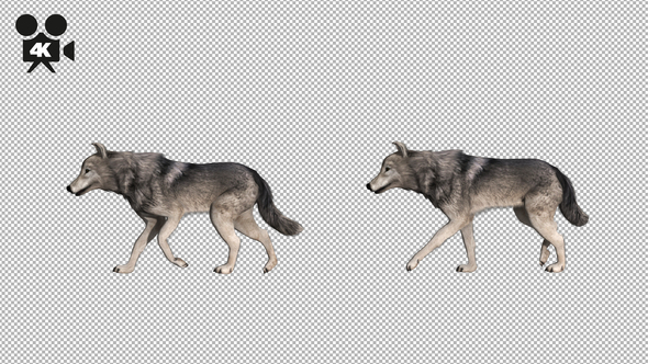 4K Wolf Walk  alt