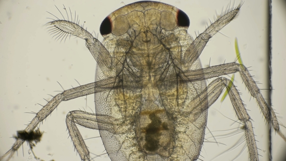 Larva Lesser Water Boatman under a Microscope