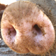 Animal Sniffing 2