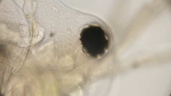Eye of a Water Flea Daphnia Under a Microscope alt