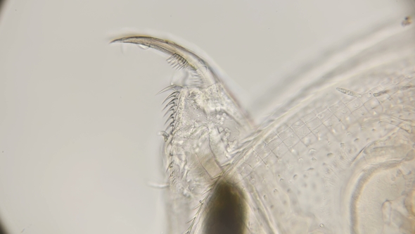 Caudal Claws of a Water Flea Daphnia Under a Microscope alt
