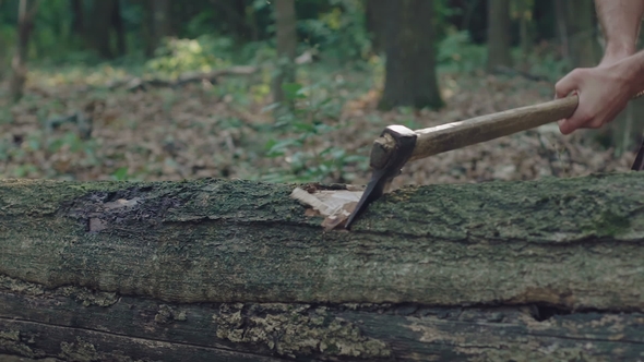 Strong Forester Hacking a Tree in a Forest