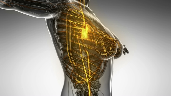 Human Body with Glow Blood Vessels alt