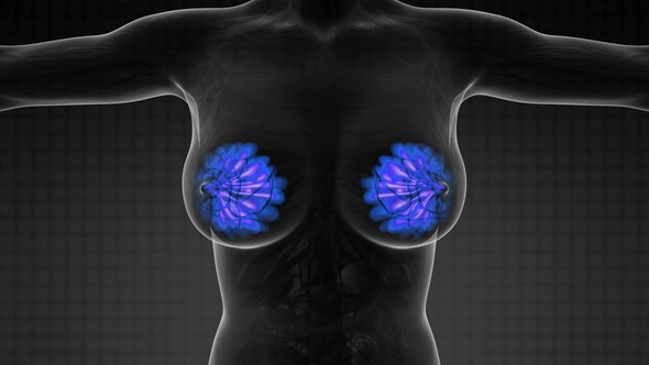 Human Body with Visible Glow Mammary Gland alt