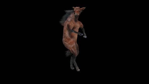 51 Horse Dancing HD