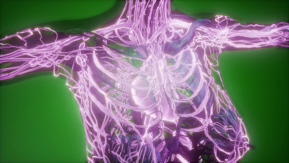 Human Body with Glow Blood Vessels alt