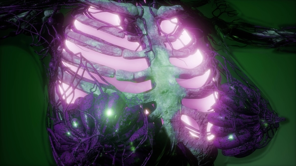 Human Body with Visible Lungs alt