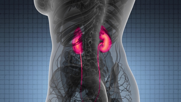 Anatomy Scan of Human Kidneys