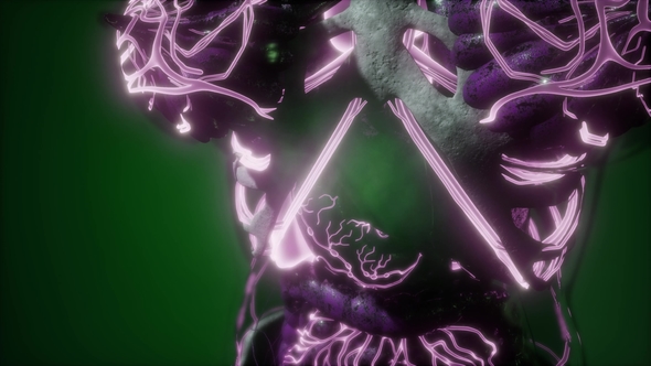 Human Body with Glow Blood Vessels alt