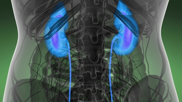 Anatomy Scan of Human Kidneys alt