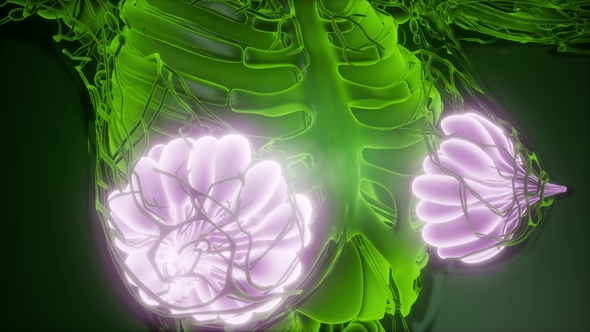 Human Body with Visible Glow Mammary Gland alt