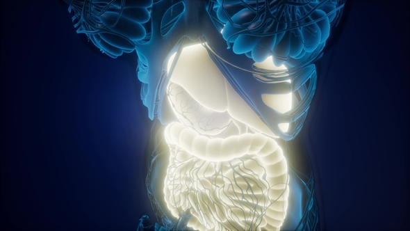 Human Body with Visible Digestive System alt