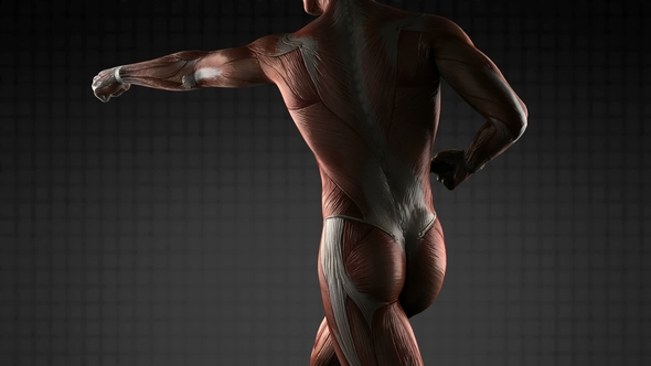 Human Muscle Anatomy alt