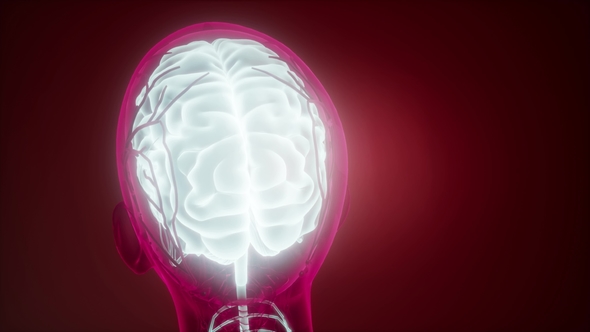 Anatomy of Human Brain alt