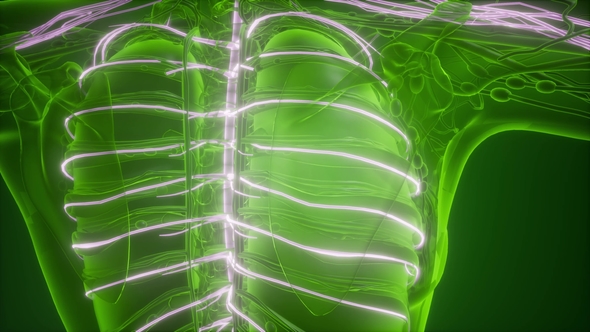 Anatomy of Human Brain alt
