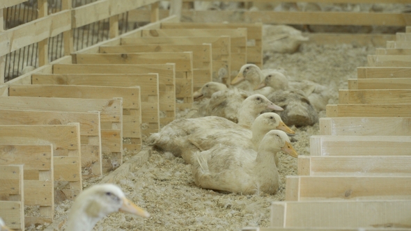 White Ducks at Poultry Farm