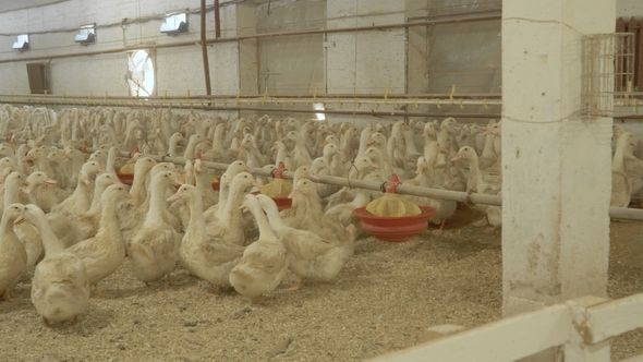 A Lot of Ducks Growing in Paddocks at Poultry Farm for Sale