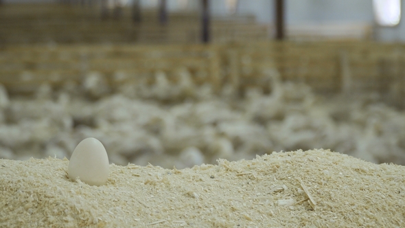 Duck Egg at Poultry Farm