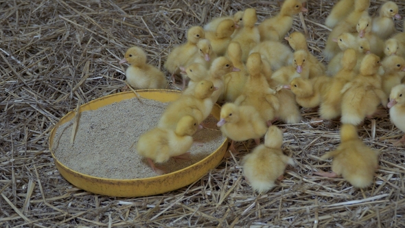 Little Ducklings at Poultry Farm