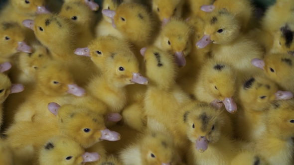 Cute Yellow Ducklings