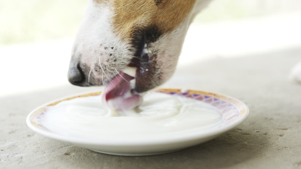 Jack Russell Terrier Drink Milk From Sauser