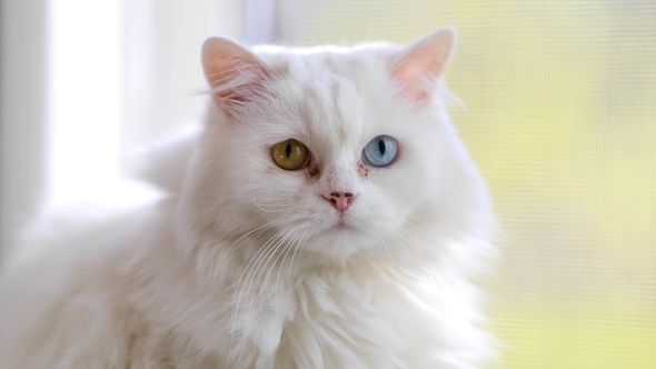 Domestic Cat with Complete Heterochromia. White Cat with Different Colored Eyes