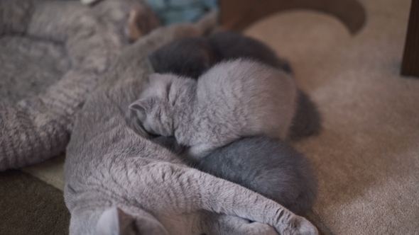 Portrait of Cute, Calm Scottish Straight Cat Feeding Four Kitties