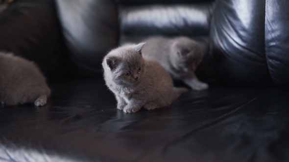 Portrait of Three Little Scottish Straight Cats Playing on the Sofa