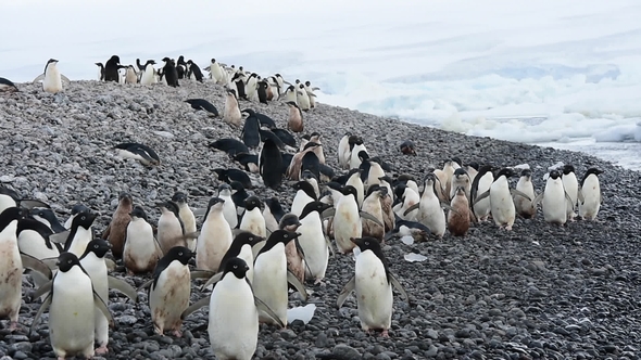 Adelie Penguins Walk Along Beach