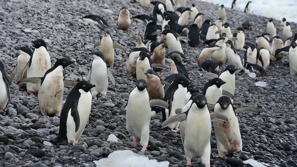 Adelie Penguins Walk Along Beach