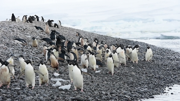 Adelie Penguins Walk Along Beach