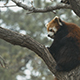 Red Panda ailurus fulgens - VideoHive Item for Sale